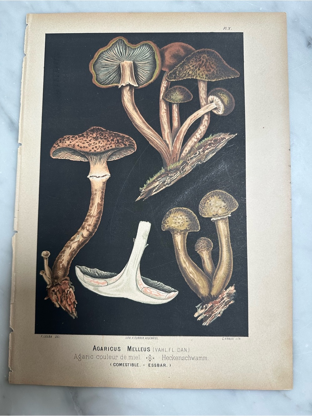 1890 Fritz Leuba Mushroom Chromolithograph Plate
